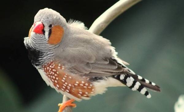 Zebravinkjes herkennen namen van 50 anderen