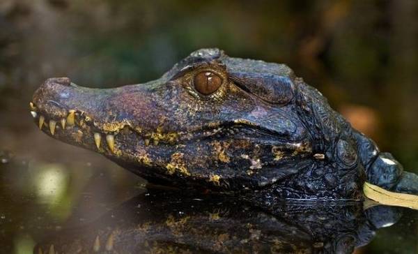 Jonge alligators kunnen staart laten groeien.
