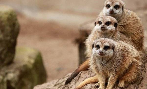Heeft een lockdown ook effect op dierentuindieren?
