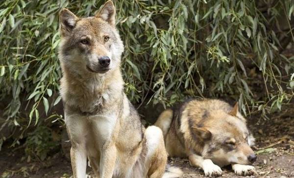 Belgische wolven maken uitstapjes naar Limburg