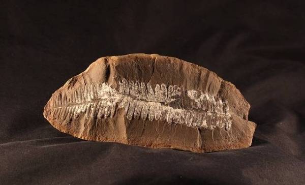 Oudste stuk Nederlands steen is 420 miljoen jaar oud