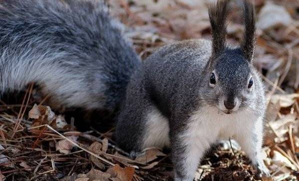 Persoonlijkheid in eekhoorns onderzocht
