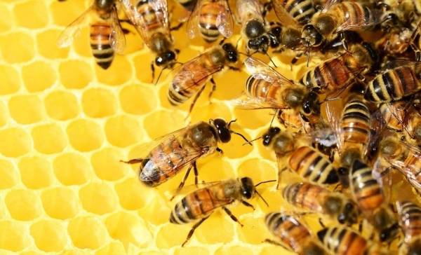 Ook bijen hebben alarmroep voor vijanden