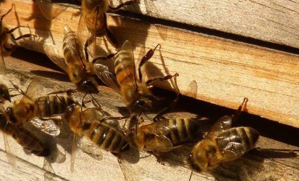 Ook quarantaine en social-distancing bij bijen