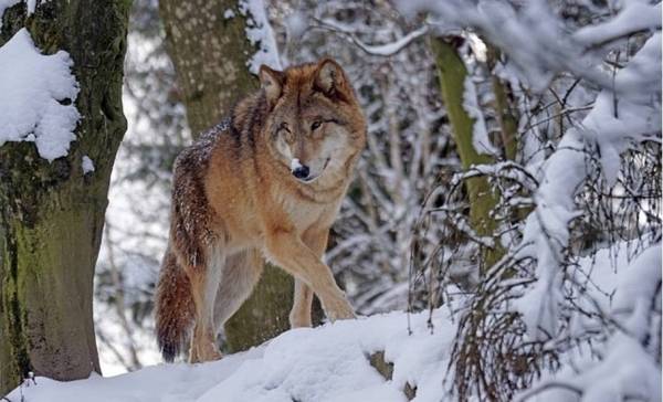 Katten parasiet maakt wolven tot alfa