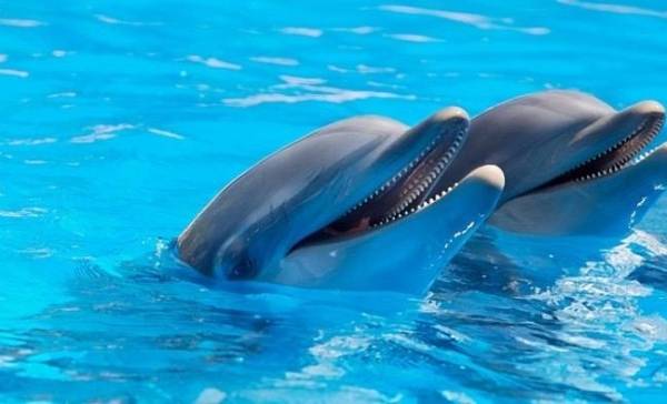Ook dolfijnen gaan schreeuwen bij meer herrie