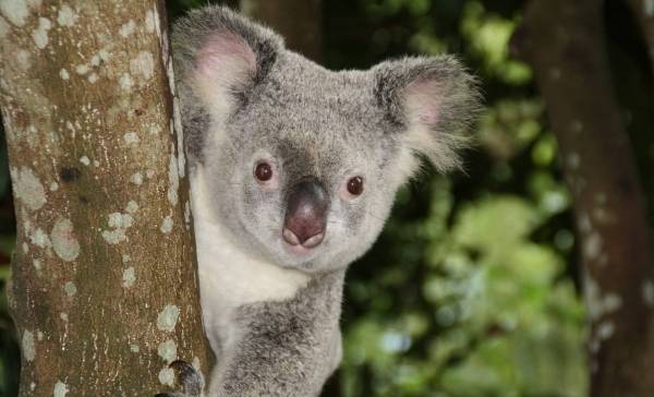Australie vaccineert koalaberen tegen bacterie