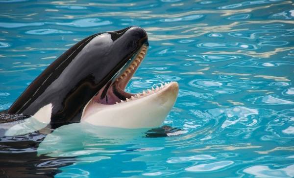 Orka s vallen zeilschepen aan in de straat van Gibraltar