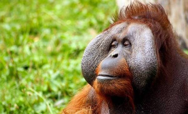 Orang-oetan behandelt eigen wond 