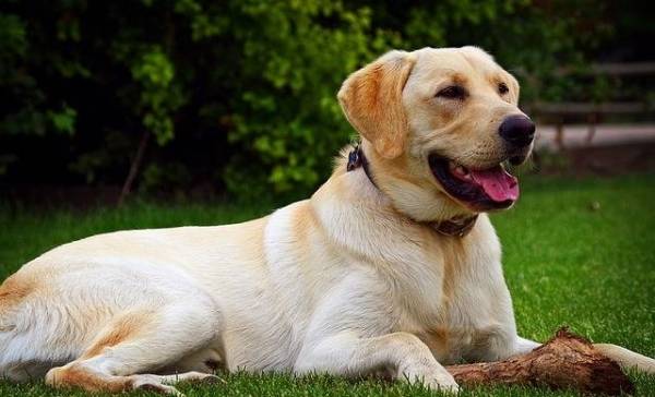 Hond in New York wordt gezien als familie in belangrijke rechtszaak