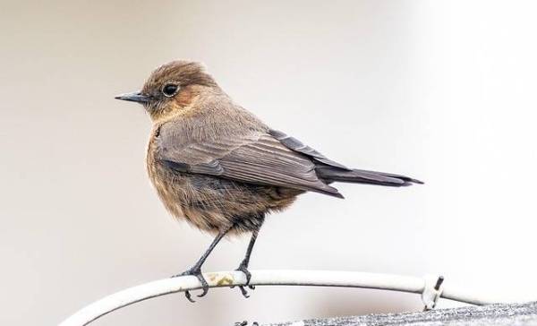 Vogels woonden al samen met dinosaurussen in de Noordpool!