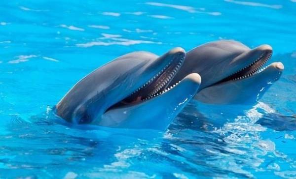 Praten met dieren? AI helpt ons hun taal te begrijpen