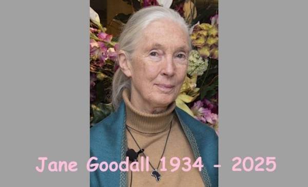 Jane Goodall (91), beroemde chimpansee-onderzoeker, overleden
