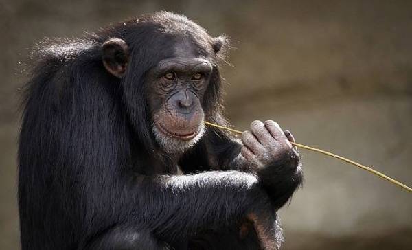 Chimpansees kunnen net als mensen van gedachten veranderen