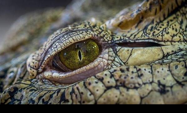 Gepantserde 'krijger'-hagedis leefde 240 miljoen jaar geleden