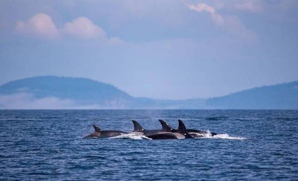 Bijzondere beelden: geboorte van een orka gefilmd!