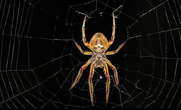 Grootste spinnenweb ter wereld ontdekt in 'Zwavelgrot'