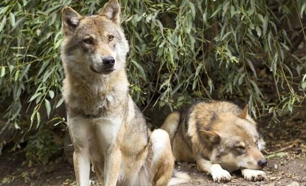 Slimme zee-wolven trekken krabvallen uit de zee