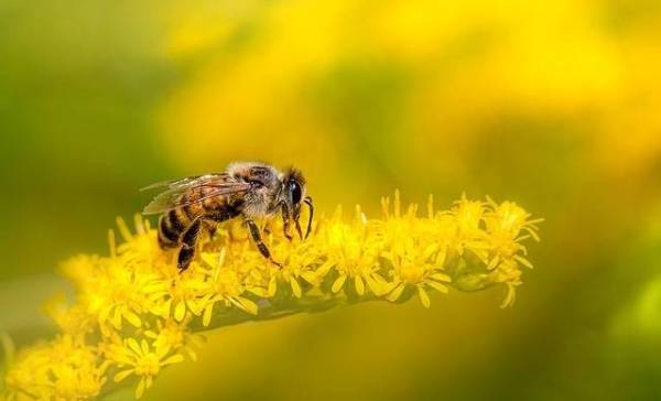 Steekloze bijen in de Amazone krijgen voor het eerst rechten