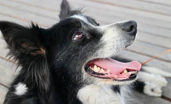 Slimme honden leren nieuwe woorden door mee te luisteren 